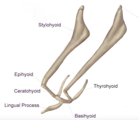 parts of equine hyoid structure